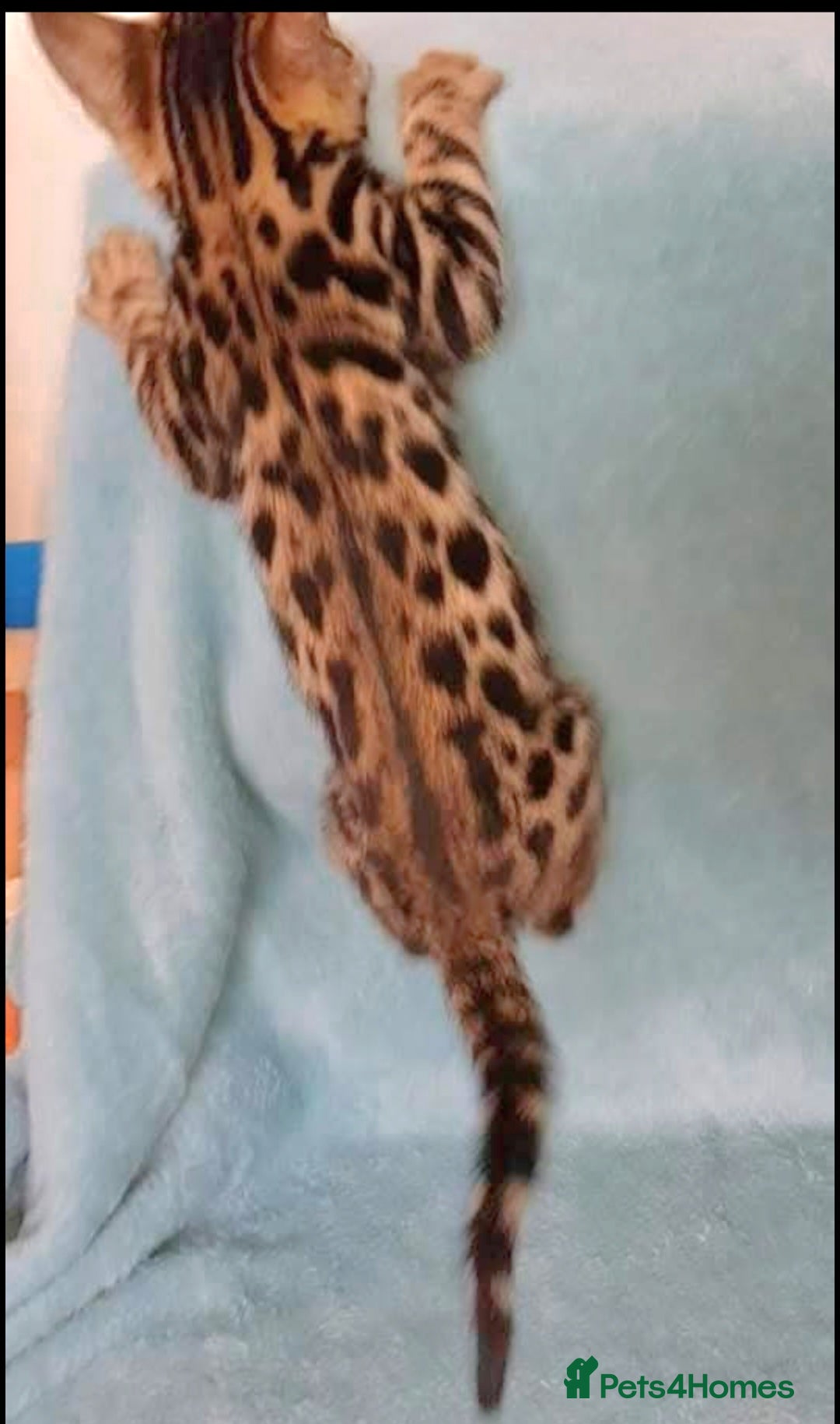 Bengal cats for sale: Bengal Kittens Tica Registered  - Image 4