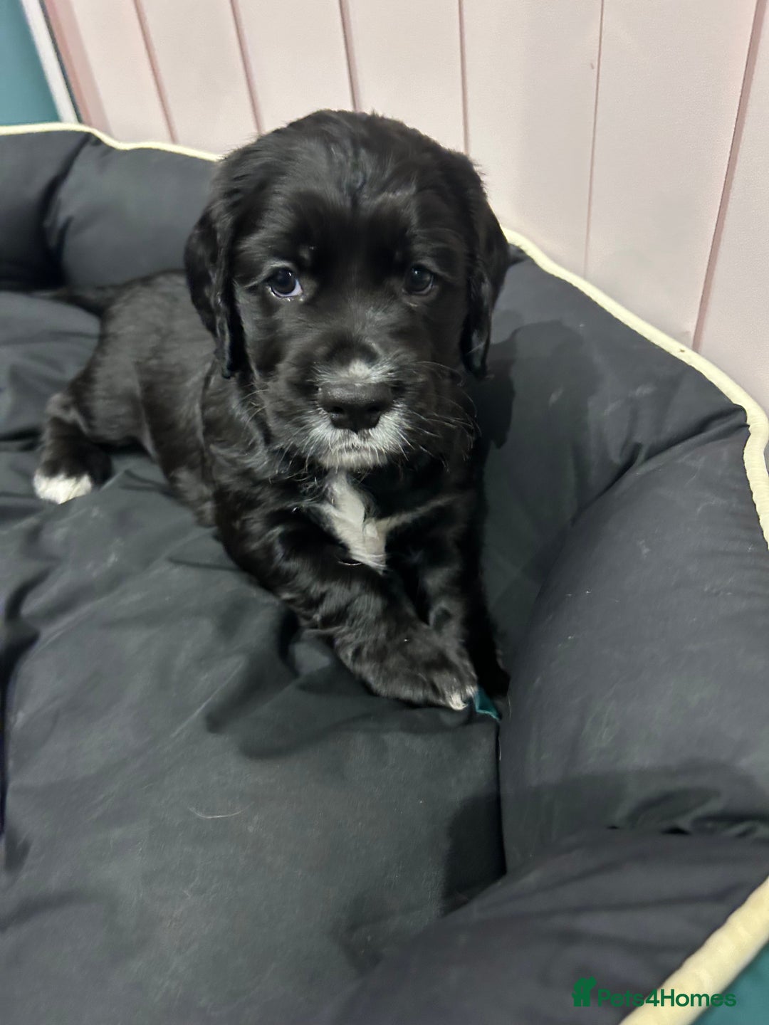 Cocker Spaniel dogs for sale: working cocker spaniel puppies - Advert 15