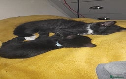 British Longhair cats for sale: Two beautiful male kittens - Image 1