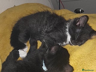 British Longhair cats - Advert 12