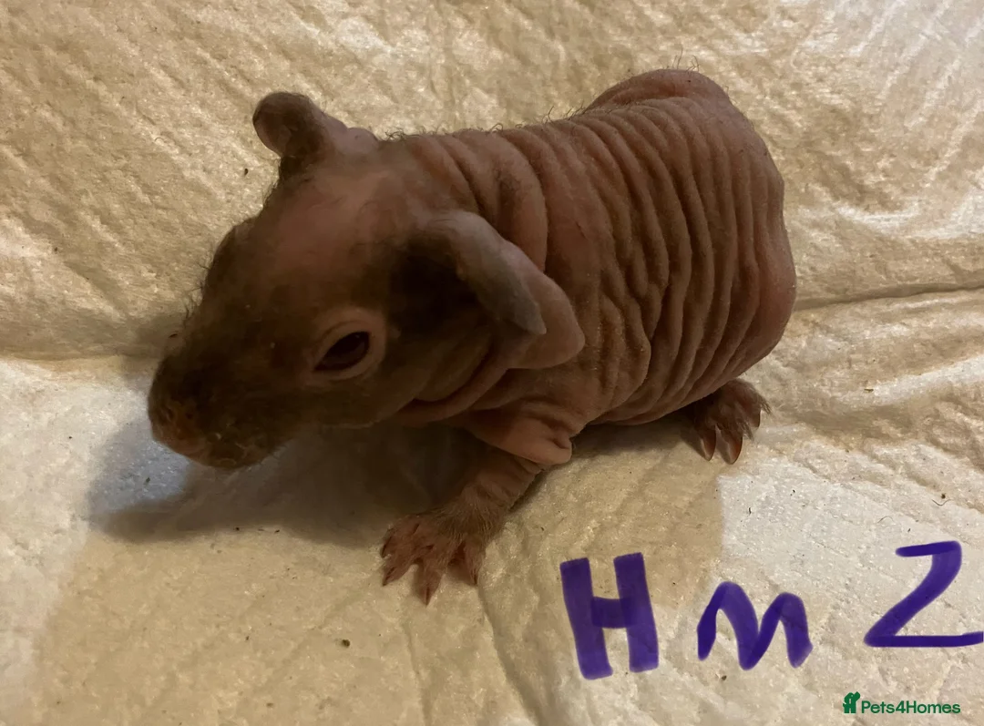 Guinea Pig rodents for sale: Well handled skinny pigs.  - Advert 4