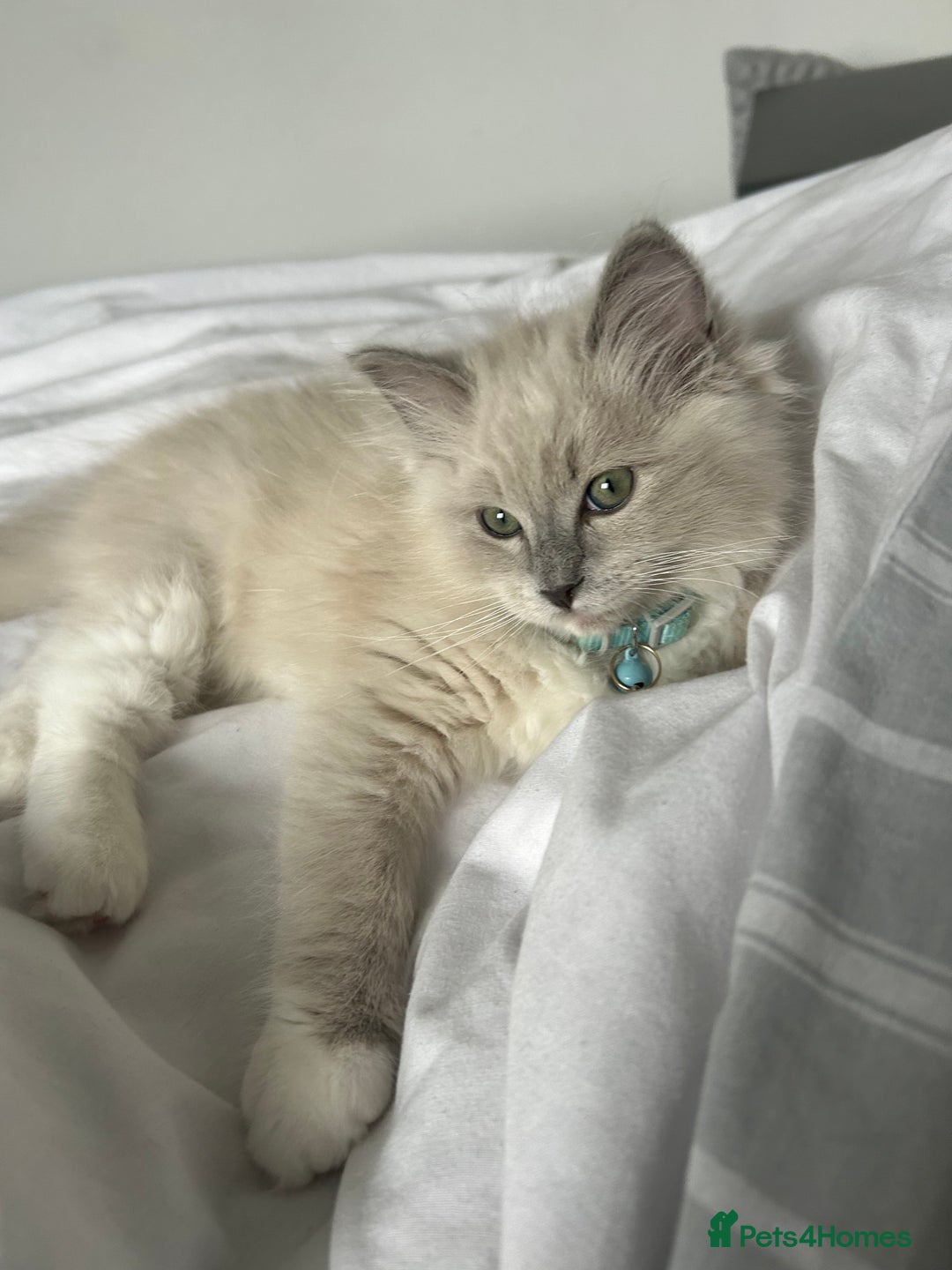 Ragdoll cats for sale: Blue mitted mink ragdoll ( male)  - Image 1