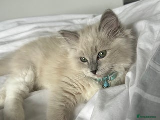 Ragdoll cats for sale - Advert 1
