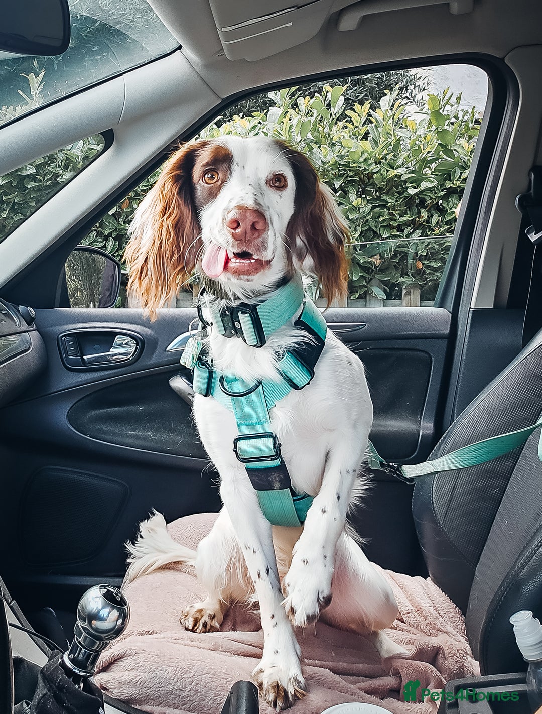 English Springer Spaniel dogs for sale: Forrest, 1.5yr old male ESS - Image 13