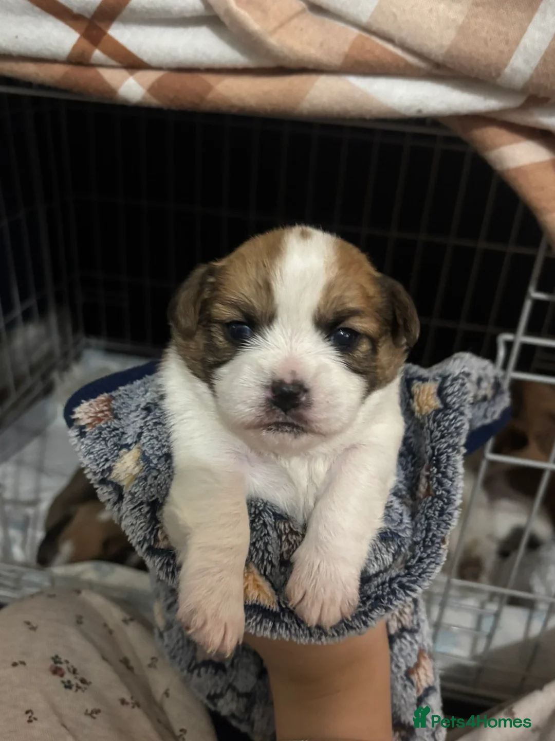 Shorkie dogs for sale: Shorkie x puppies  - Advert 3