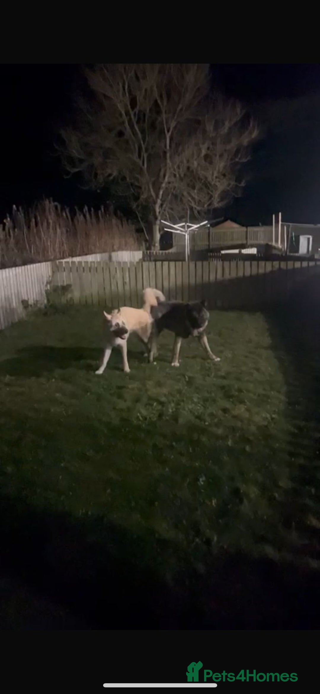 Akita dogs for sale: Akita puppies  - Advert 13