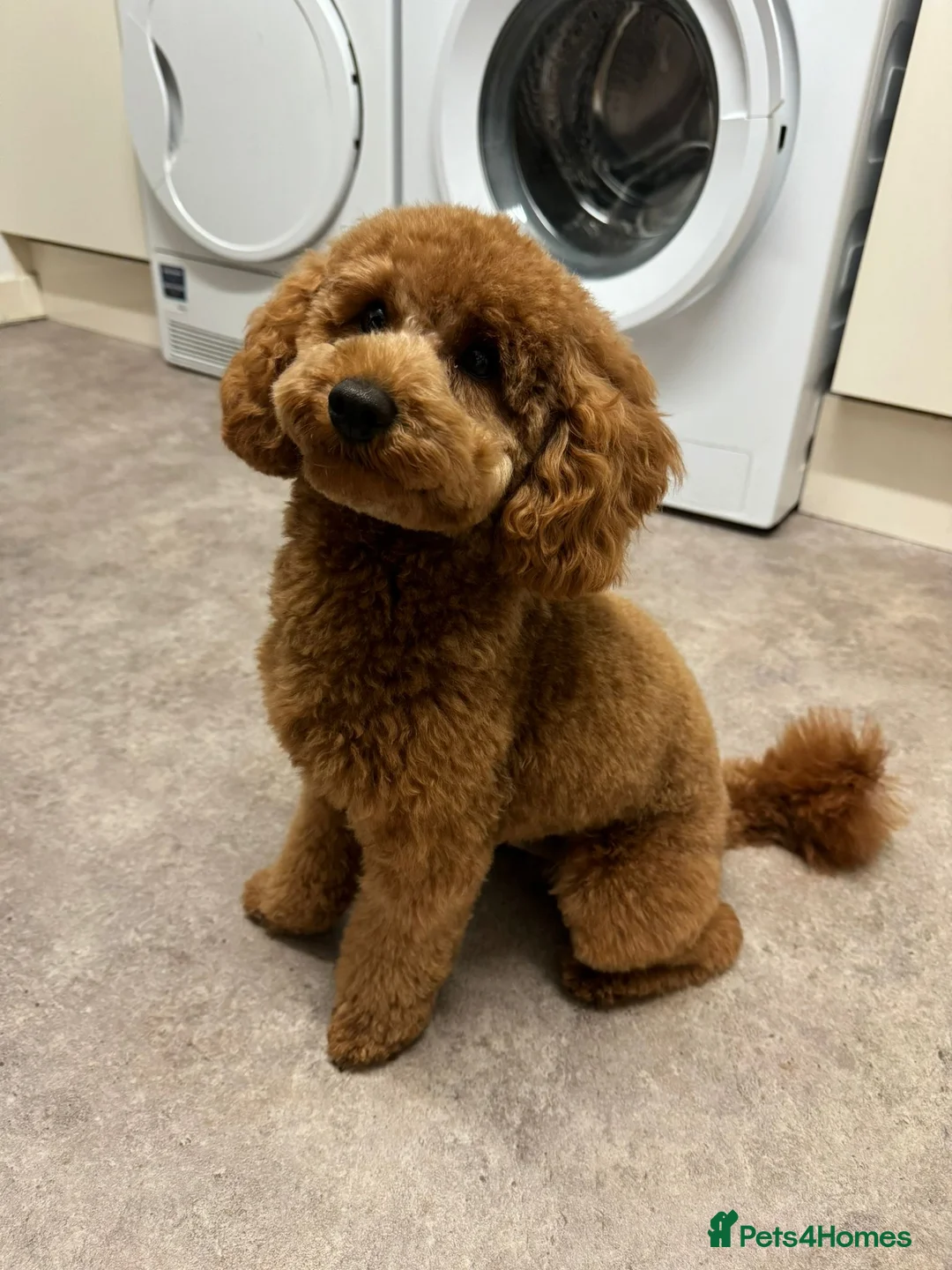 Toy Poodle dogs for stud: Kc registered Five Generation Enhanced Pedigree  - Advert 2