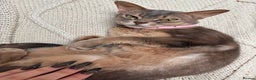 Abyssinian cats for sale: Loving Home Needed For Beautiful Abyssinian - Advert 1