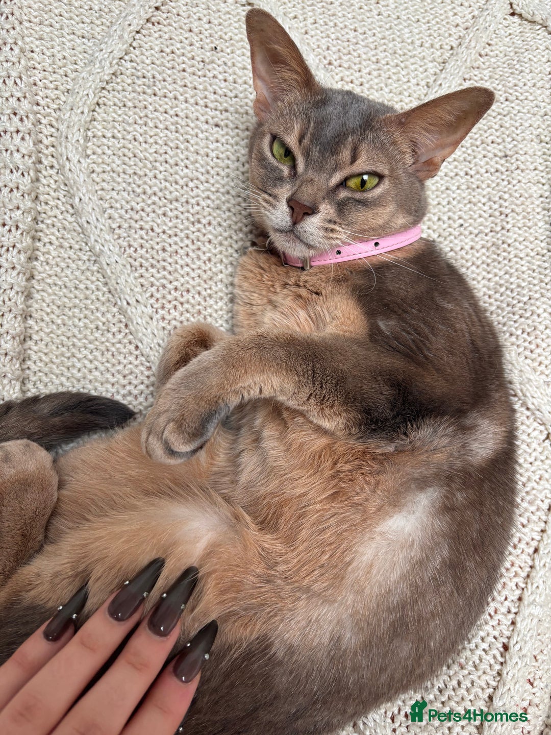 Abyssinian cats for sale: Loving Home Needed For Beautiful Abyssinian - Advert 1
