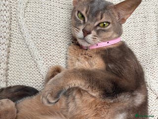 Abyssinian cats Loving Home Needed For Beautiful Abyssinian - Advert 1