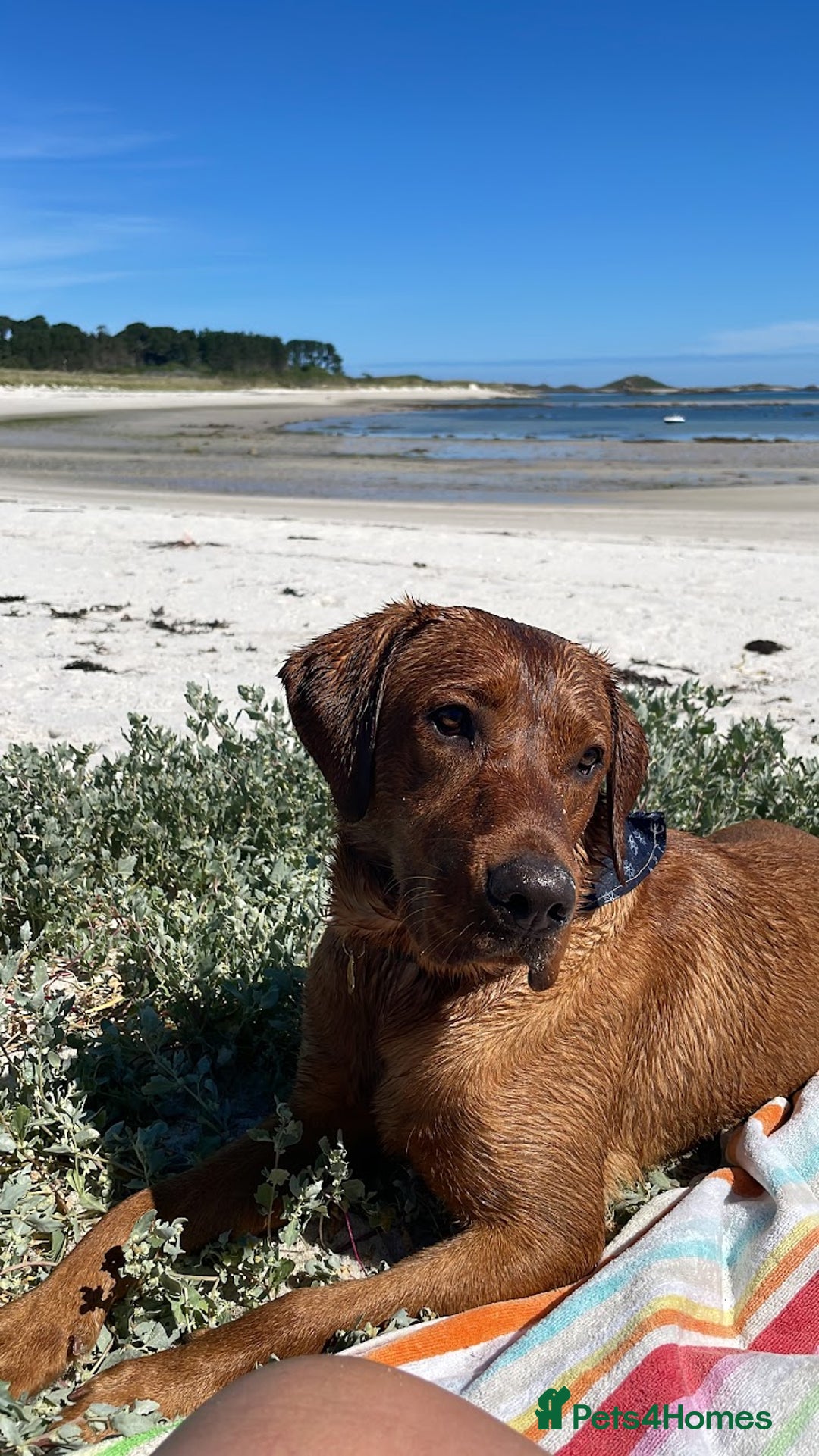 Labrador Retriever dogs for stud: Fully Health Tested Fox Red Stud Dog in Radstock - Advert 3