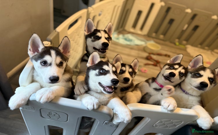 Siberian Husky dogs - Advert 16