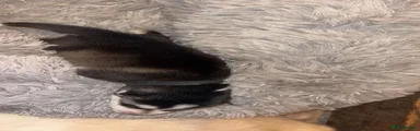 ​Black Collar (Male)