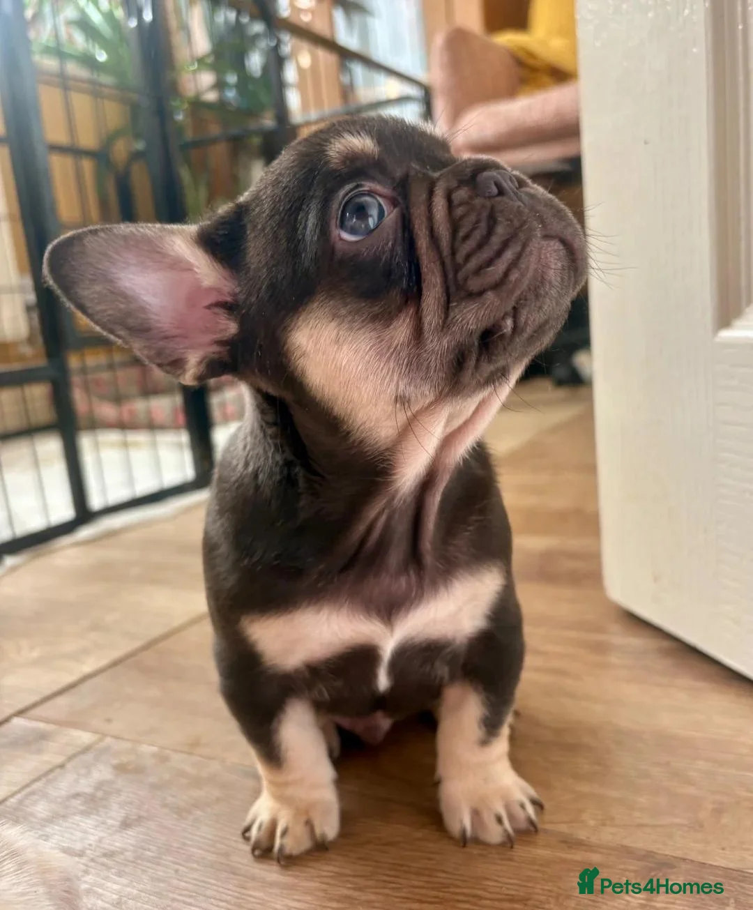 French Bulldog dogs for sale: French Bulldog Puppies  2 Boys & 1 Girl - Advert 2