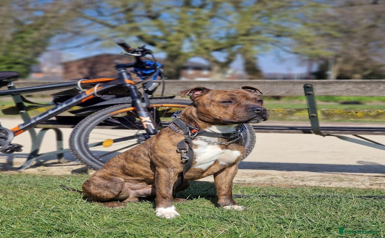 Staffordshire Bull Terrier dogs - Advert 4