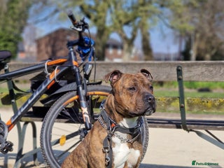 Staffordshire Bull Terrier dogs for sale - Advert 1