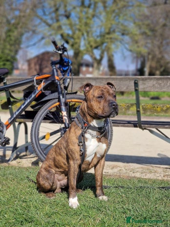 Staffordshire Bull Terrier dogs - Advert 1