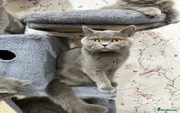 British Shorthair cats for sale: 4 Gorgeous British Blue Kittens  - Image 21
