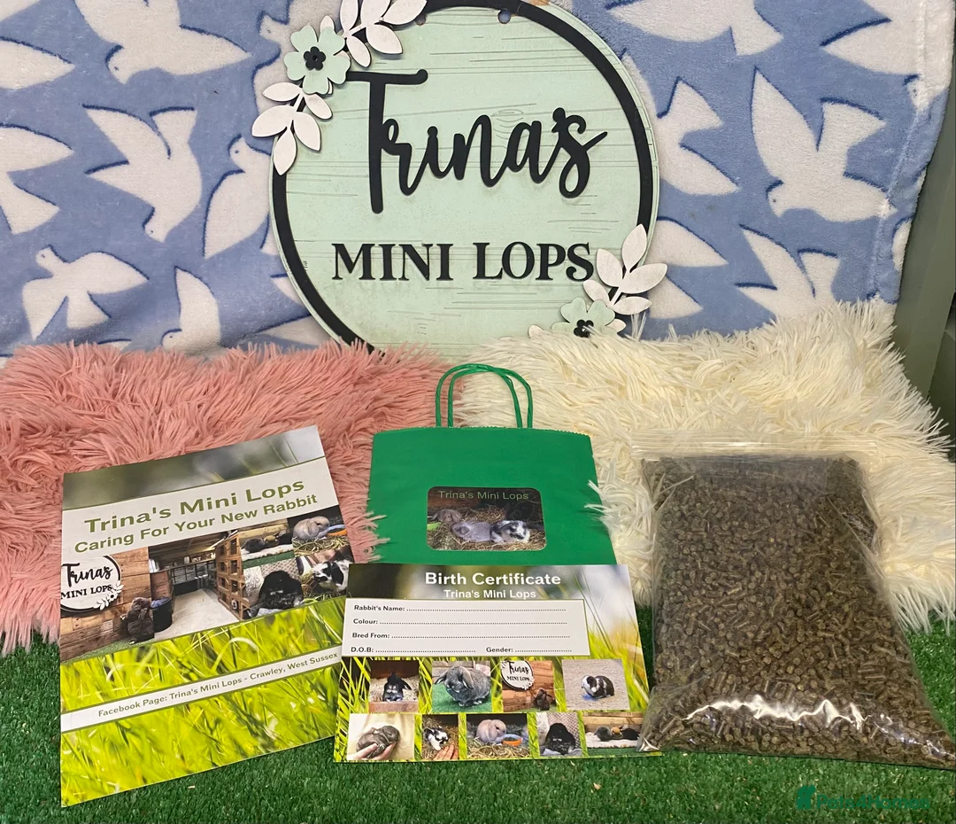 Mini Lop rabbits for sale: Purebred Baby Mini Lops - Advert 16