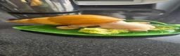 Snails invertebrates for sale: African Snail  in London - Advert 2