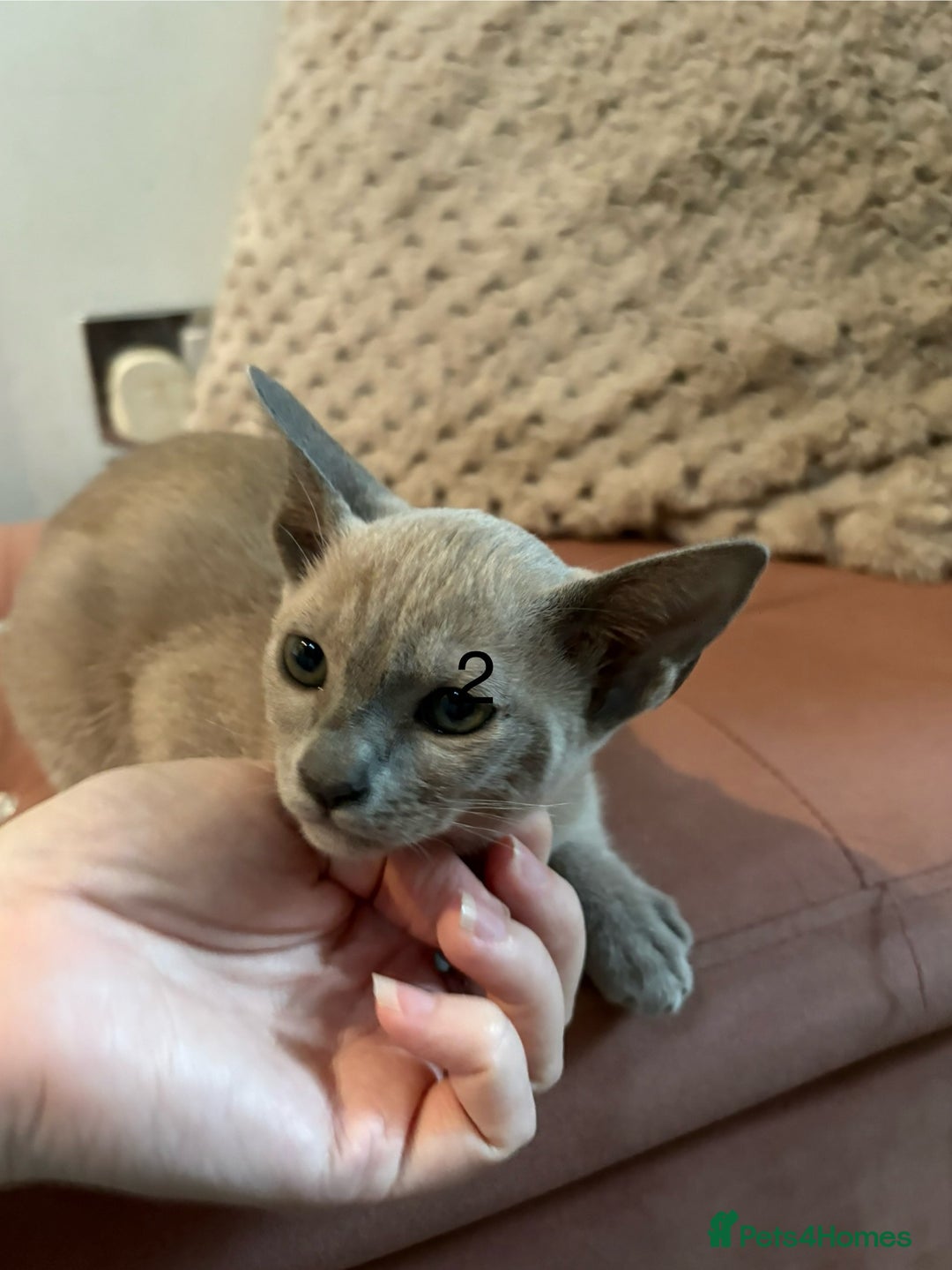 Tonkinese cats for sale: Tonkinese 1st gen Kittens  - Image 6