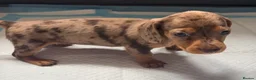 Miniature Dachshund dogs for sale: Outstanding miniature dapple dachshund puppies - Advert 17