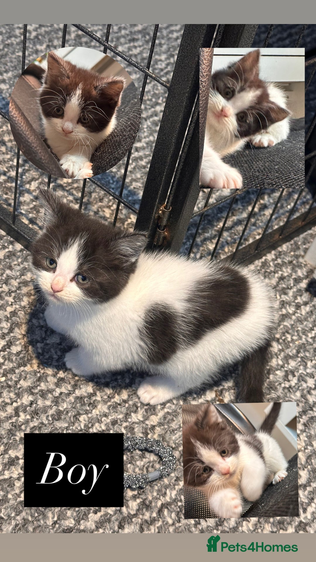 Mixed Breed cats for sale: 5 beautiful kittens  - Advert 6
