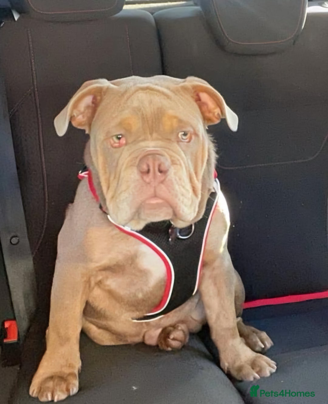 English Bulldog dogs for sale: 2 Male Bulldogs in Nottingham - Image 3