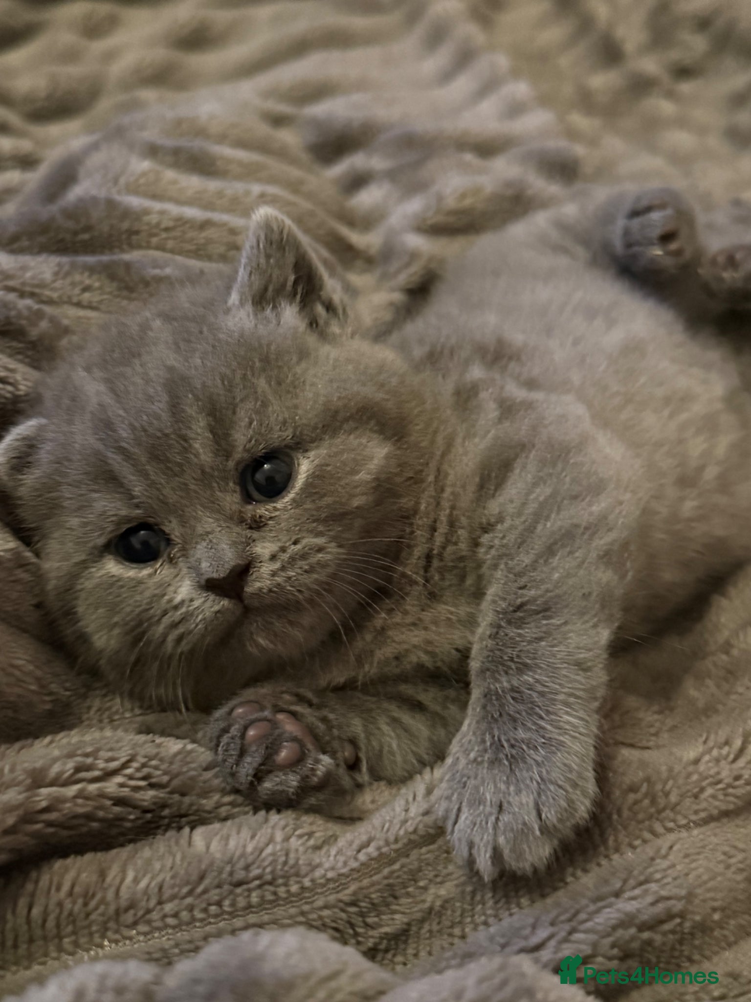 British Shorthair cats Gorgeous kittens  - Advert 1