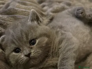 British Shorthair cats Gorgeous kittens - Advert 1