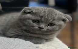 Scottish Fold cats for sale: 🐾 Scottish Fold Kittens – Sweet, Rare & Ready Now - Image 22