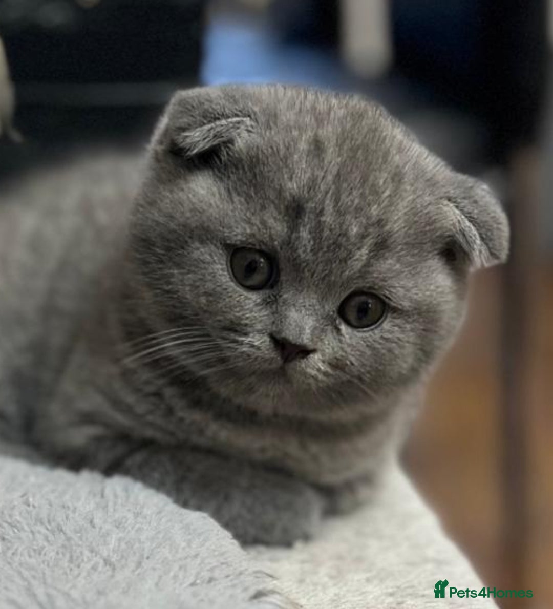 Scottish Fold cats for sale: 🐾 Scottish Fold Kittens – Sweet, Rare & Ready Now - Image 22