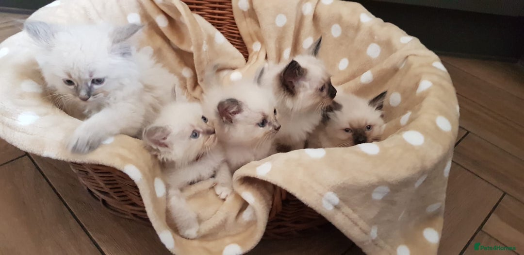 Siberian cats for sale: Hypoallergenic Siberian Neva Masquerade kittens. - Image 2