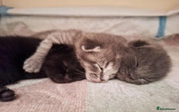 Ragdoll cats for sale: Ragdoll Tabby kittens  - Image 2