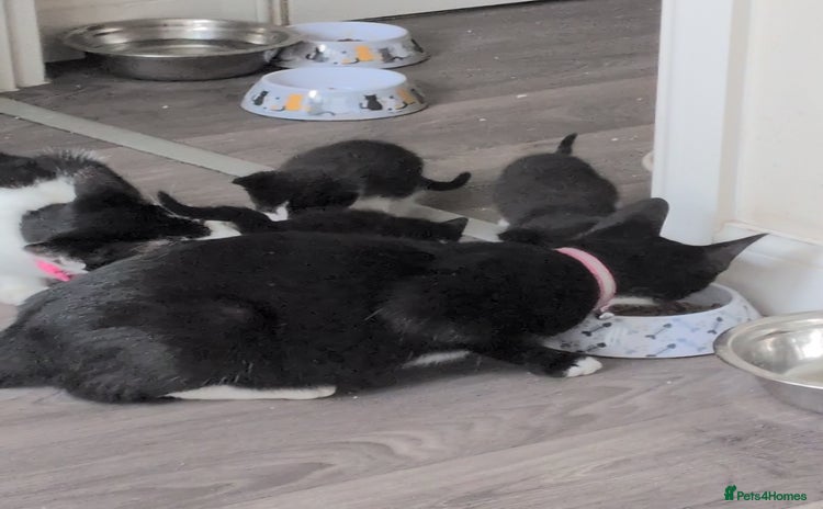 Mixed Breed cats - Advert 8