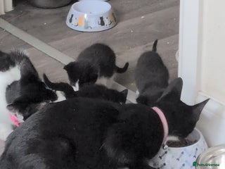 Mixed Breed cats - Advert 10