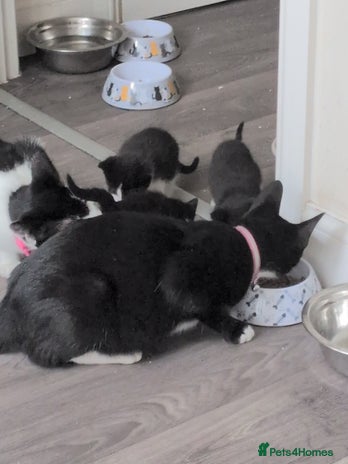 Mixed Breed cats - Advert 11