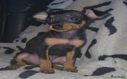 Miniature Pinscher dogs for sale: Miniture Pinscher/Prague Ratter  - Image 17