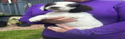 Sprocker dogs for sale: Beautiful Sprocker Puppies  - Advert 10