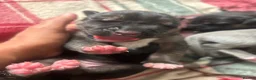 Cane Corso dogs for sale: Black & Tan Cane Corso Loving Home Wanted - Advert 2