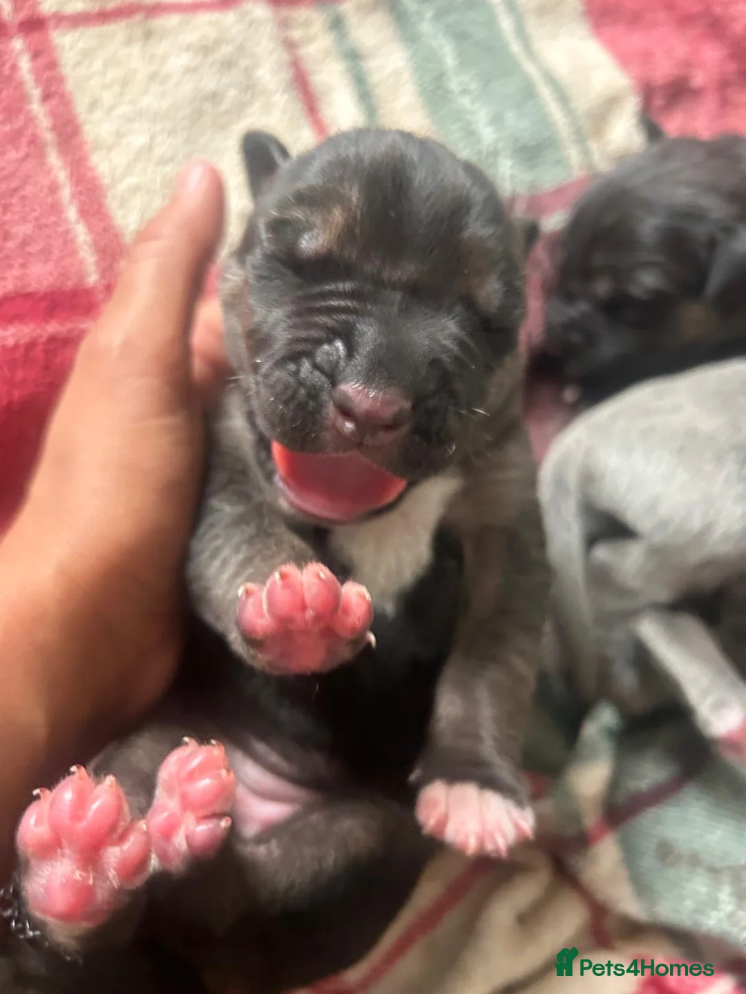 Cane Corso dogs for sale: Black & Tan Cane Corso Loving Home Wanted - Advert 2