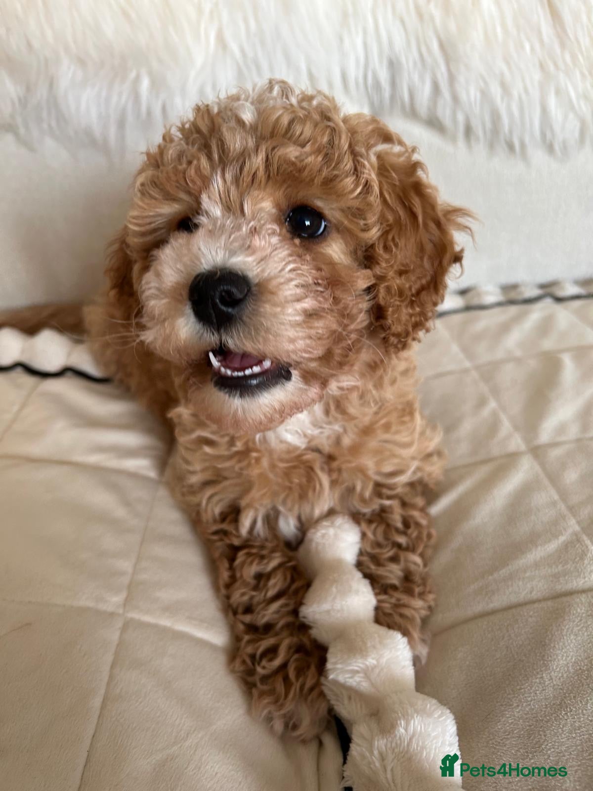 Cavapoo dogs  EXTRA TINY & CURLY female F2 toy cavapoo puppies - Advert 10