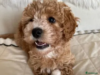 Cavapoo dogs EXTRA TINY & CURLY female F2 toy cavapoo puppies - Advert 10