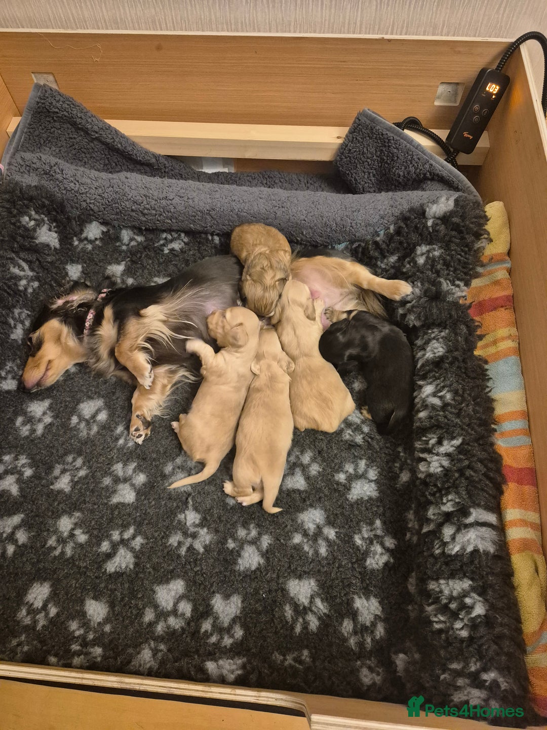 Miniature Dachshund dogs for sale: Long Haired Miniature dachshunds - Advert 4