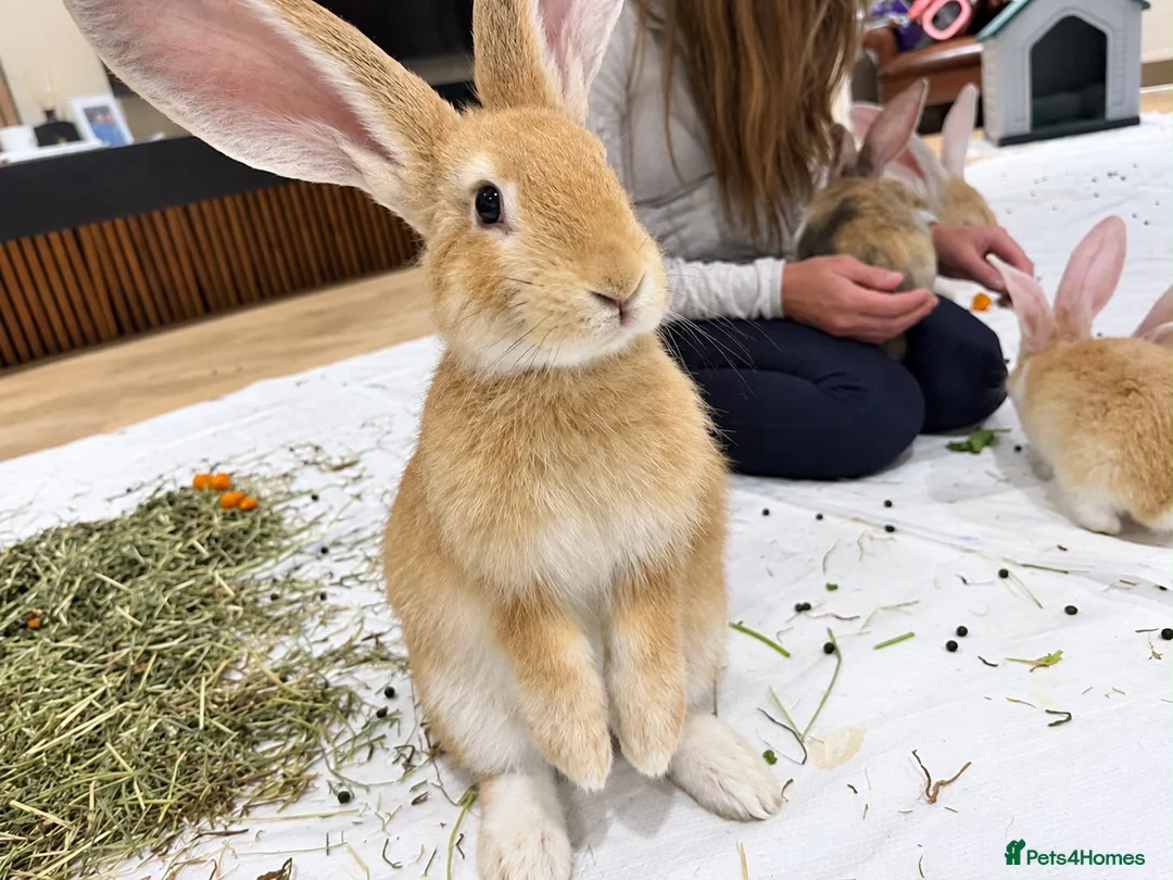 Continental Giant rabbits for sale: Middleton Meadows Giant continental Yellow Buck - Advert 1