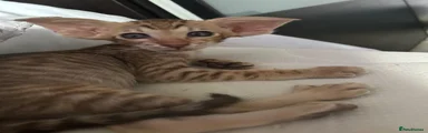 Stripy
