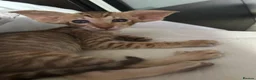 Oriental cats for sale: Gorgeous Oriental Kittens ready now - Advert 28