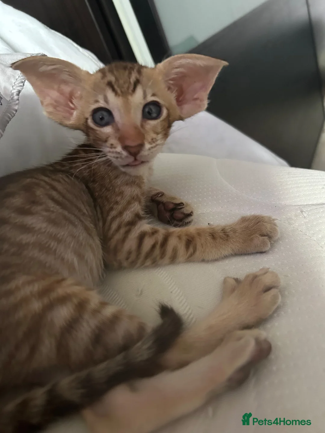 Oriental cats for sale: Gorgeous Oriental Kittens ready now - Advert 28
