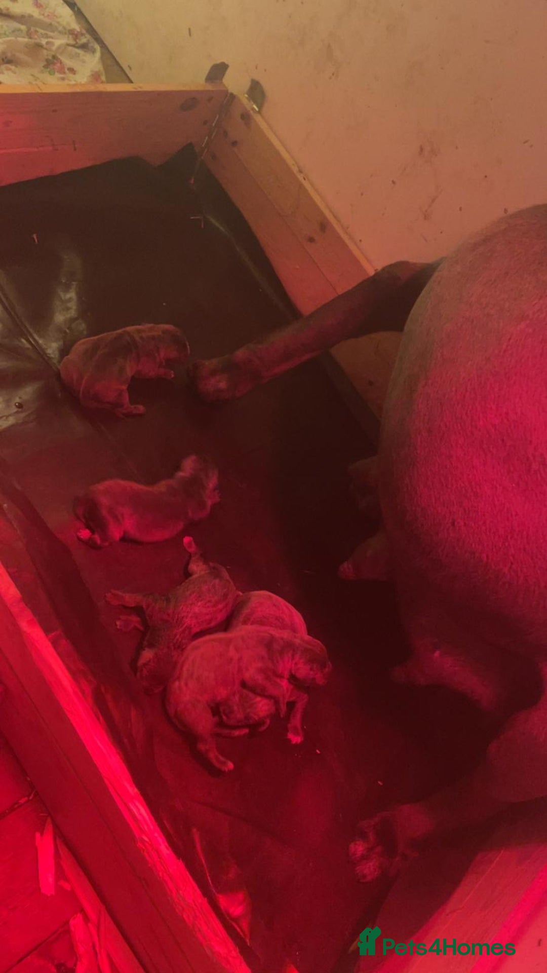 Cane Corso dogs for sale: Pure Pedigree Cane Corso Puppies - Advert 1