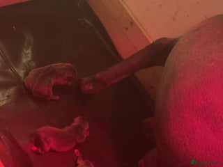 Cane Corso dogs Pure Pedigree Cane Corso Puppies - Advert 1